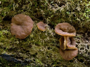 DSCN9528.jpg