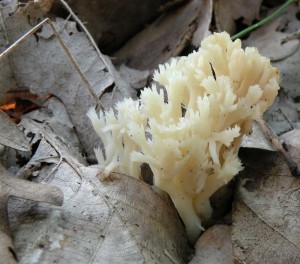 DSCN9547.JPG