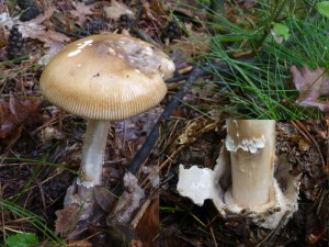 e01a5872a1.f.jpg