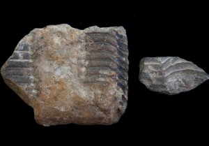 Ectiilaenus benignensis.JPG