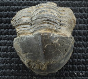 Ectillaenus benignensis1.jpg