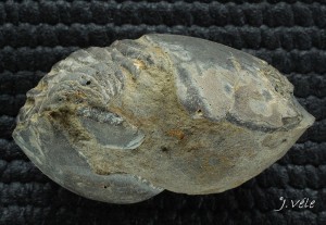 Ectillaenus benignensis.jpg