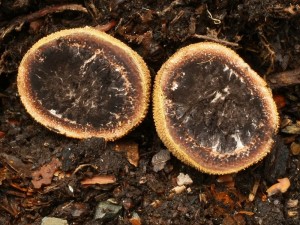 Elaphomyces muricatus2.jpg