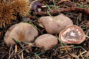 elaphomyces_muricatus.jpg