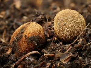 Elaphomyces muricatus.jpg