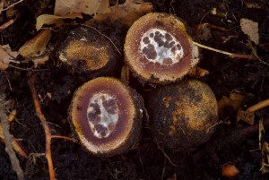 Elaphomyces muricatus.jpg
