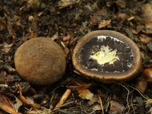 Elaphomyces muricatus.jpg