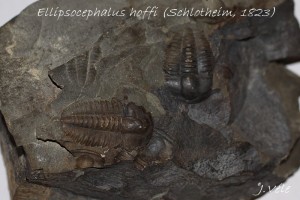 Ellipsocephalus hoffi (Schlotheim, 1823).jpg