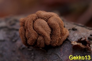 Encoelia.jpg