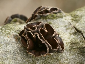 Encoelia fascicularis1.jpg