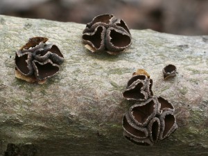 Encoelia fascicularis2.jpg