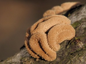 Encoelia furfuracea1.jpg