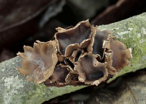 Encoelia furfuracea.jpg