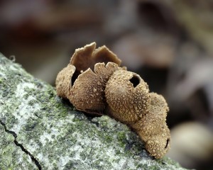 Encoelia furfuracea (2).jpg