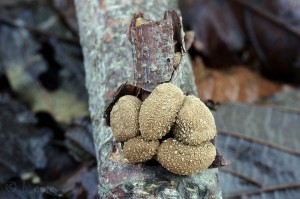 Encoelia furfuracea (2).jpg