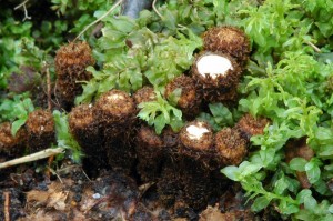 enka rhovan  - Cyathus striatus-1.jpg