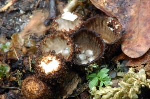 enka rhovan  - Cyathus striatus (1)-1.jpg