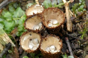enka rhovan  - Cyathus striatus (2)-1.jpg