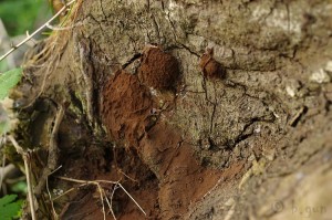 Enteridium_lycoperdon3.jpg