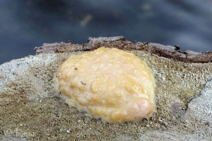 Enteridium lycoperdon.jpg