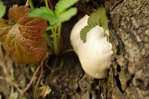 Enteridium_lycoperdon.jpg