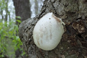 Enteridium lycoperdon (2).jpg