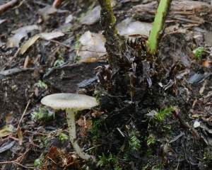 Entoloma1.jpg