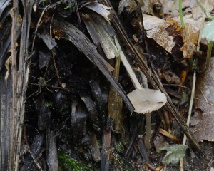 Entoloma2.jpg