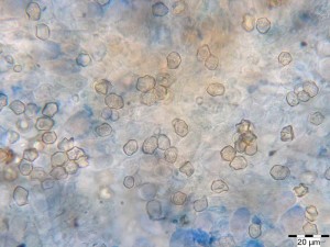 entoloma2.jpg