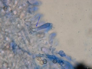 entoloma3.jpg