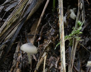 Entoloma3.jpg
