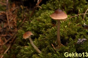 entoloma cetratum.jpg