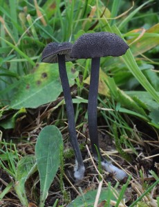 Entoloma chalybeum.jpg