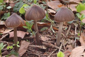 Entoloma_hirtipes.jpg