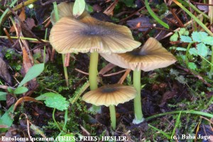 Entoloma incanum.jpg