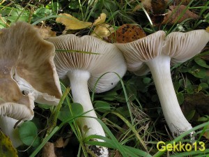 Entoloma_lividoalbum.JPG