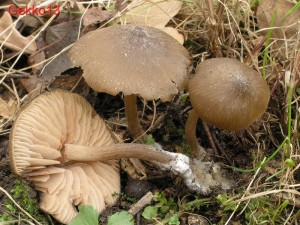 Entoloma_vernum1.JPG