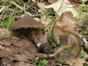 Entoloma_vernum2.JPG