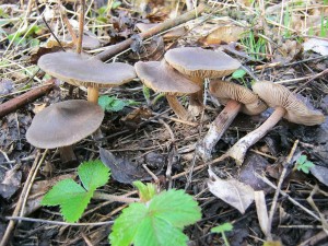 Entoloma vernum.jpg