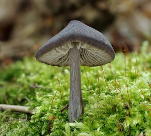 Entoloma vernumB.jpg