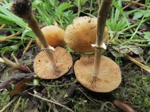 epiatka bezpr-Pholiotina aporos 1.jpg
