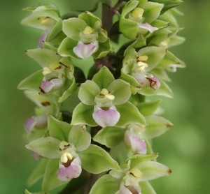 Epipactis purpurata.jpg