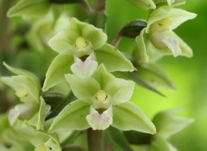 Epipactis purpurata (2).jpg