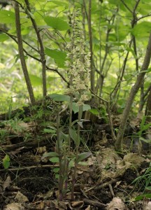 Epipactis purpurata (3).jpg