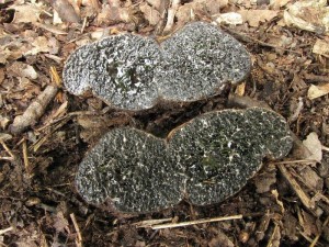 ernouek pestr-Melanogaster variegatus2.jpg