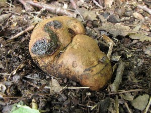 ernouek pestr-Melanogaster variegatus4.JPG