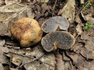 ernouek pestr-Melanogaster variegatus.JPG