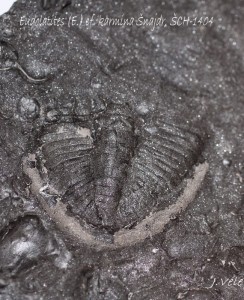 Eudolatites (E.) cf. karmina najdr, CH-1404.jpg