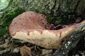 Fistulina hepatica.jpg