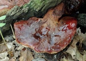 Fistulina hepatica (2).jpg